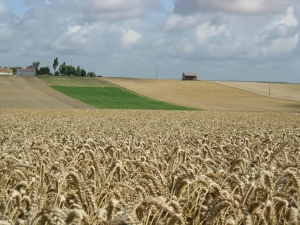 Plateau Gatinais sud©Florian Rivoal