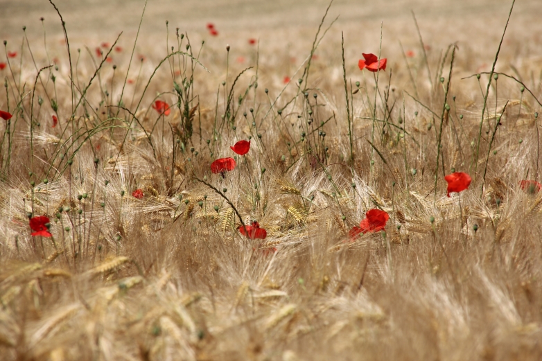 Villiers Sous Grez Coquelicots Dans Les Champs De Ble En Juillet Parc Naturel Regional Du Gatinais Francais Villiers Sous Grez Coquelicots Dans Les Champs De Ble En Juillet Parc Naturel Regional Du Gatinais Francais