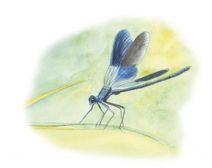 Z5-Calopteryx WEB